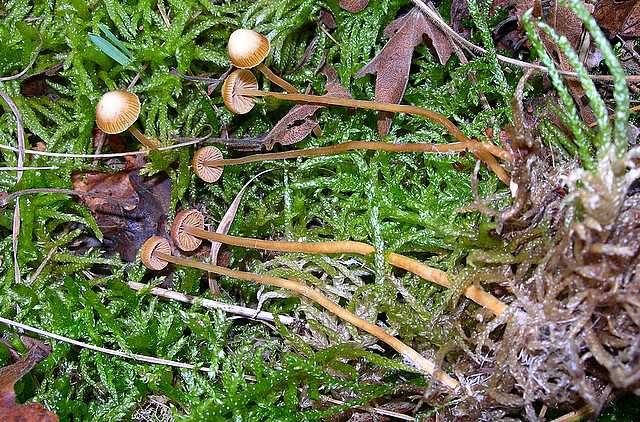 Galerina rubiginosa (Pers.) Khner